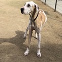 グレートデーンのならちゃん