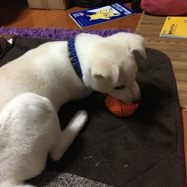 ボール大好き。