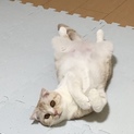 甘えん坊な女の子