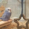 止まり木の練習始めました