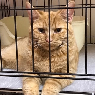 穏やかな生後7カ月のマンチカンです。