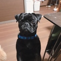 パグ1歳里親募集中