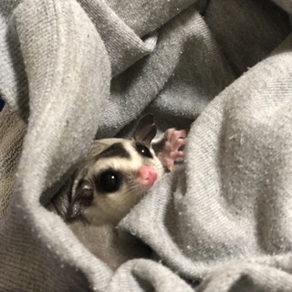 フクロモモンガ 生後3ヶ月です