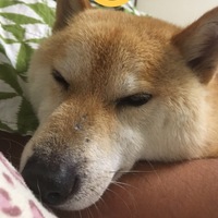 チャッピー