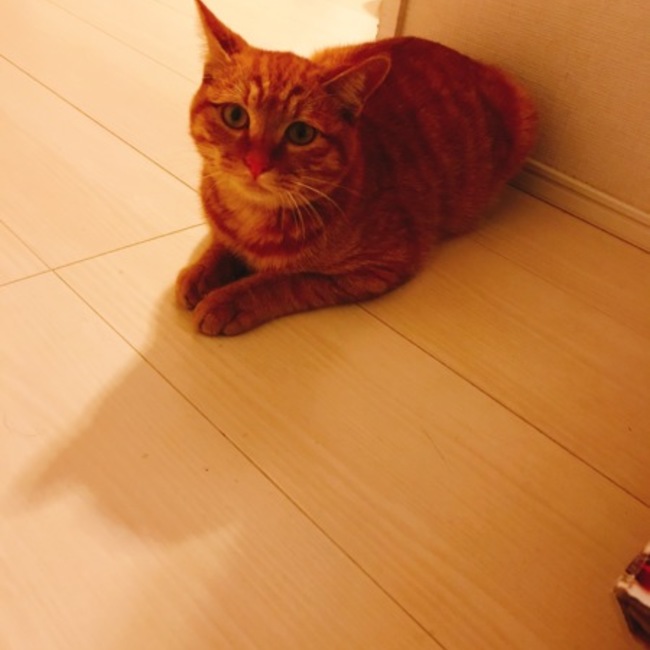 しおりなのカバー写真