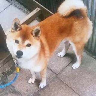 10才柴犬じゅん君を  代理で里親募集します