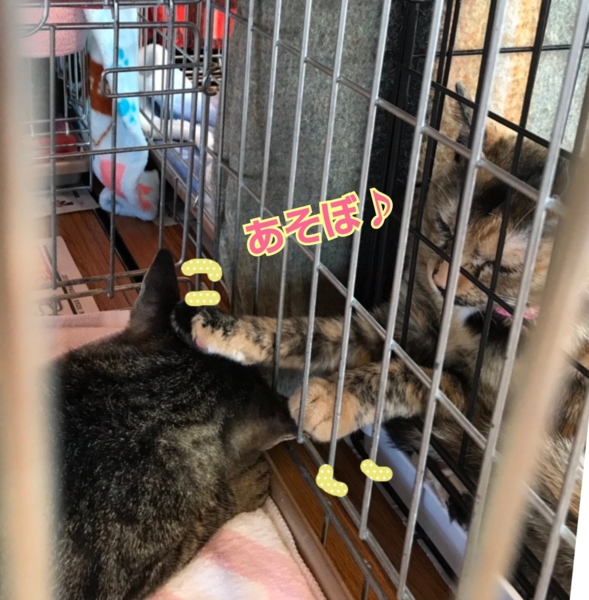 ゴージャス叶姉妹の Quot 美香さん Quot 香川県 猫の里親募集 ペットのおうち 月間利用者150万人 ゴージャス叶姉妹の Quot 美香さん Quot 香川県 猫の里親募集 ペットのおうち 月間利用者150万人