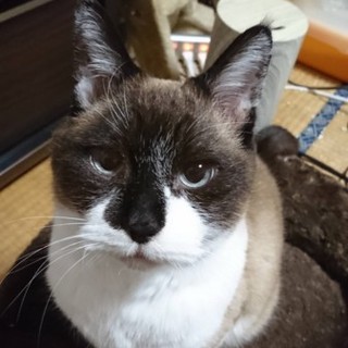 ビッグサイズ！すりすり、ゴロゴロくん。