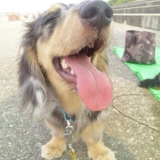 ミニチュアダックスフンド＊シルバーダップル