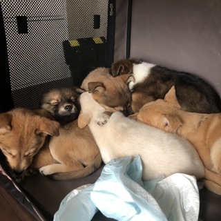 里親様決定致しました。ありがとうございました。