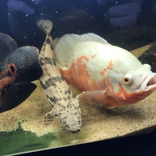 〔再〕綺麗な模様のオスカー、エンドケリー里親募集