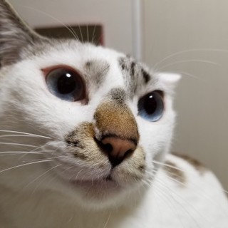 青い瞳の甘えん坊『しおん』