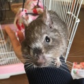 デグー里親募集