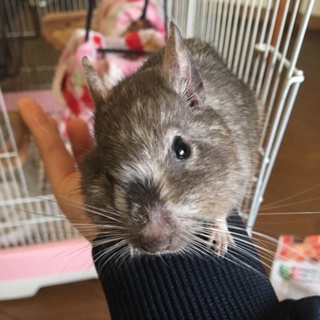 デグー里親募集