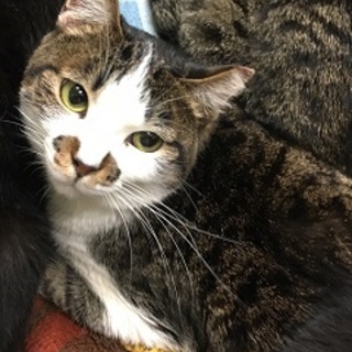 3歳10ヶ月　白キジ　口元可愛い　椿ちゃん