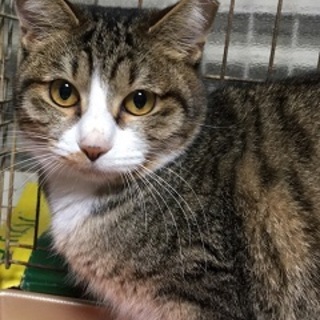 7歳5ヶ月　白キジ　控え目美人　みかんちゃん