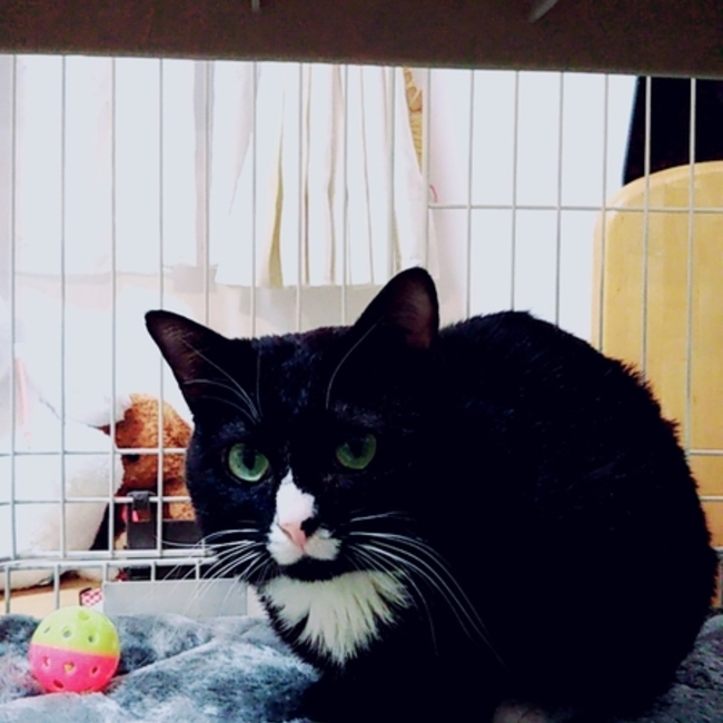 幸ちゃん福ちゃんのカバー写真