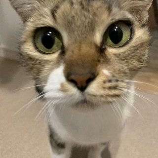 里親さん決まりました。