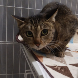 おめめパッチリ 美人のキジトラちゃん １歳くらい