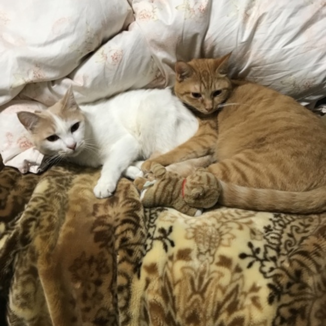 masamisahiroのカバー写真