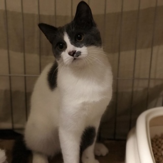 甘えん坊のグレ白「グレ」