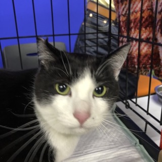 4/7譲渡会参加！元気いっぱい黒白「はっちゃん」