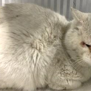 処分対象になります。収容期限3/11朝迄