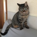 保護中のキジトラさんです