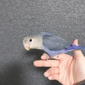 コザクラインコのバイオレット