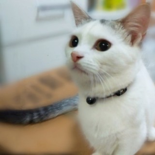 人懐っこい中足純血マンチカンの男の子