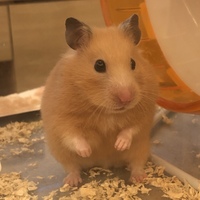 きなこ