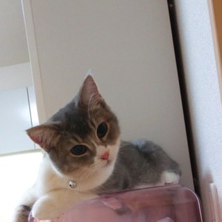 元気いっぱい足長純血マンチカンの女の子