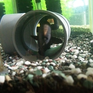 （里親様決定いたしました）