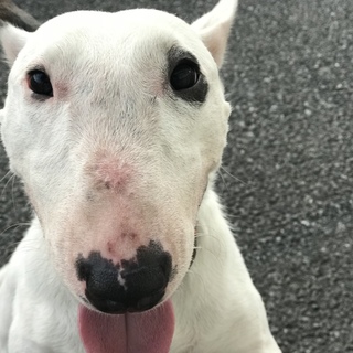 とても懐こいブルテリアです