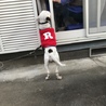 とても懐こいブルテリアです サムネイル3