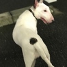 とても懐こいブルテリアです サムネイル4