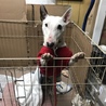 とても懐こいブルテリアです サムネイル5
