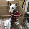 とても懐こいブルテリアです サムネイル7
