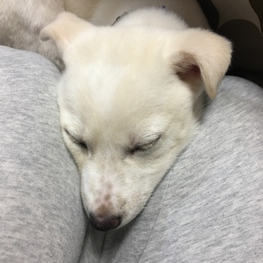 ワクチン注射に行ってきました。おつかれ。