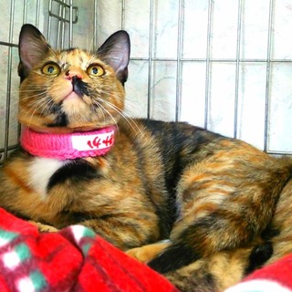 ゴージャス叶姉妹の"美香さん"