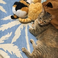 もも