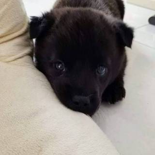 【ルイ】おかげさまで里親さまが決まりました！