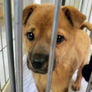 【ジュリ】おかげさまで里親さまが決まりました！