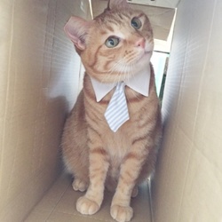 保護猫の譲渡会&映画試写会　三重県名張市 サムネイル3