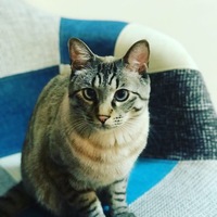 ぎん