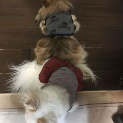 ハロの四十九日