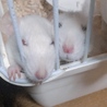 rat@ビス&ナナ さん