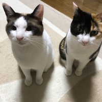 ちゃこ・ちゃい