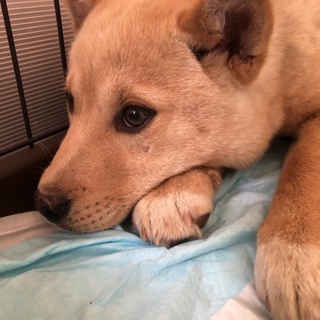 【里親様が決まりました】