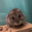 ジャンガリアンハムスター☆彡